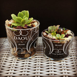 Daou wine bottle succulent terrariums