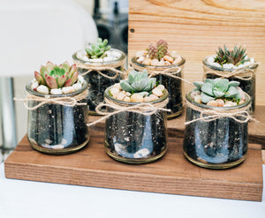 Recrafted Designs Upcycled Glass Jar Succulent Terrariums